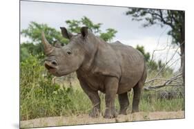 White Rhino, Sabi Sabi Reserve, South Africa-Paul Souders-Mounted Photographic Print