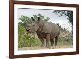 White Rhino, Sabi Sabi Reserve, South Africa-Paul Souders-Framed Photographic Print