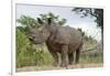 White Rhino, Sabi Sabi Reserve, South Africa-Paul Souders-Framed Photographic Print