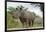 White Rhino, Sabi Sabi Reserve, South Africa-Paul Souders-Framed Photographic Print