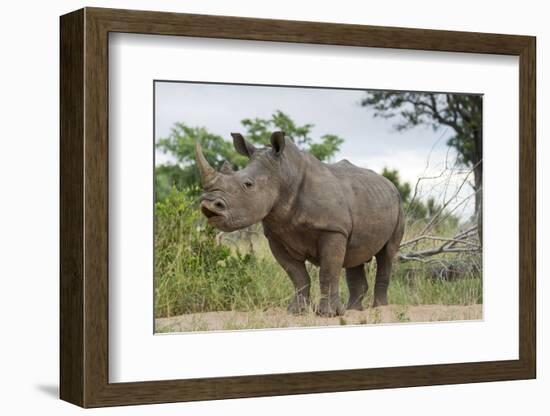 White Rhino, Sabi Sabi Reserve, South Africa-Paul Souders-Framed Photographic Print