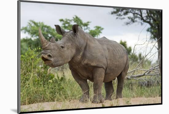 White Rhino, Sabi Sabi Reserve, South Africa-Paul Souders-Mounted Photographic Print