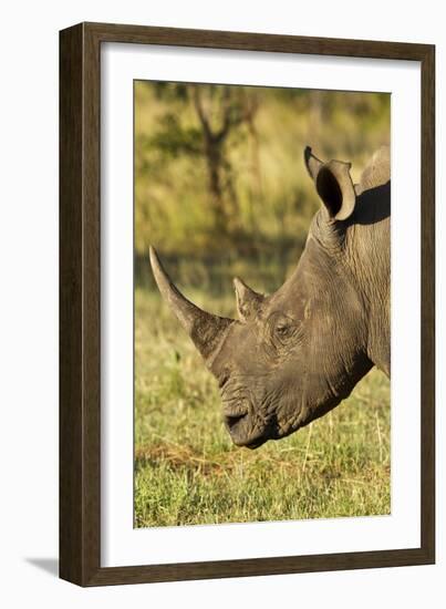 White Rhino, Sabi Sabi Reserve, South Africa-Paul Souders-Framed Photographic Print