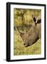 White Rhino, Sabi Sabi Reserve, South Africa-Paul Souders-Framed Photographic Print