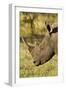 White Rhino, Sabi Sabi Reserve, South Africa-Paul Souders-Framed Photographic Print