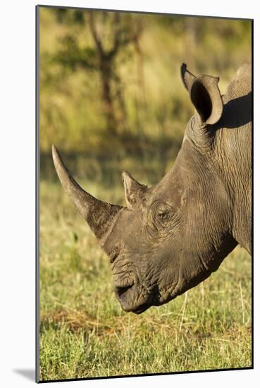 White Rhino, Sabi Sabi Reserve, South Africa-Paul Souders-Mounted Photographic Print