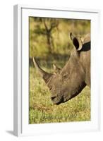 White Rhino, Sabi Sabi Reserve, South Africa-Paul Souders-Framed Photographic Print