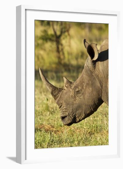 White Rhino, Sabi Sabi Reserve, South Africa-Paul Souders-Framed Photographic Print