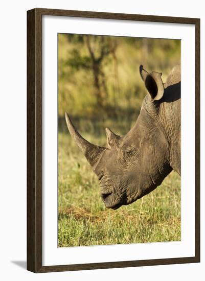 White Rhino, Sabi Sabi Reserve, South Africa-Paul Souders-Framed Photographic Print