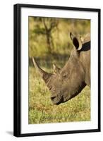 White Rhino, Sabi Sabi Reserve, South Africa-Paul Souders-Framed Photographic Print