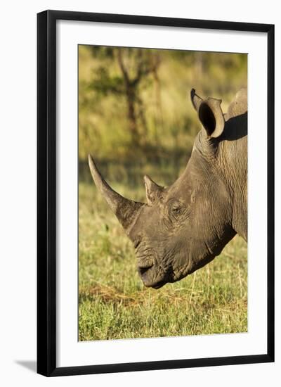 White Rhino, Sabi Sabi Reserve, South Africa-Paul Souders-Framed Photographic Print