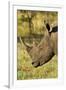 White Rhino, Sabi Sabi Reserve, South Africa-Paul Souders-Framed Photographic Print