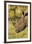 White Rhino, Sabi Sabi Reserve, South Africa-Paul Souders-Framed Photographic Print