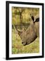 White Rhino, Sabi Sabi Reserve, South Africa-Paul Souders-Framed Photographic Print