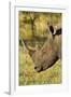 White Rhino, Sabi Sabi Reserve, South Africa-Paul Souders-Framed Photographic Print