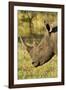 White Rhino, Sabi Sabi Reserve, South Africa-Paul Souders-Framed Photographic Print