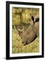 White Rhino, Sabi Sabi Reserve, South Africa-Paul Souders-Framed Photographic Print