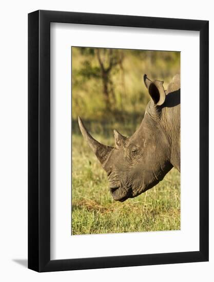 White Rhino, Sabi Sabi Reserve, South Africa-Paul Souders-Framed Photographic Print