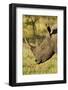 White Rhino, Sabi Sabi Reserve, South Africa-Paul Souders-Framed Photographic Print