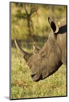 White Rhino, Sabi Sabi Reserve, South Africa-Paul Souders-Mounted Photographic Print