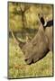 White Rhino, Sabi Sabi Reserve, South Africa-Paul Souders-Mounted Photographic Print