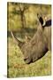 White Rhino, Sabi Sabi Reserve, South Africa-Paul Souders-Stretched Canvas