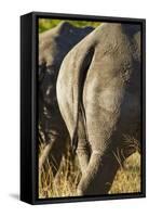 White Rhino Tail, Sabi Sabi Reserve, South Africa-Paul Souders-Framed Stretched Canvas