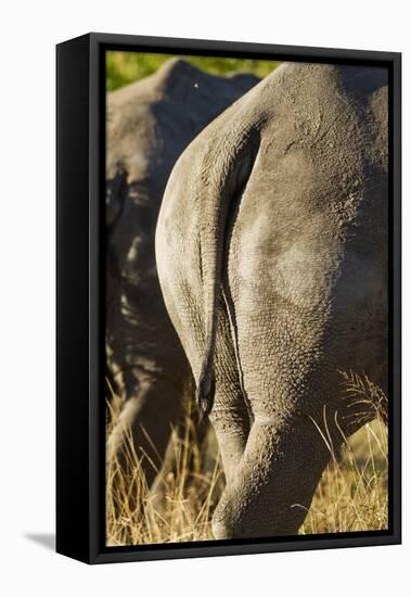 White Rhino Tail, Sabi Sabi Reserve, South Africa-Paul Souders-Framed Stretched Canvas