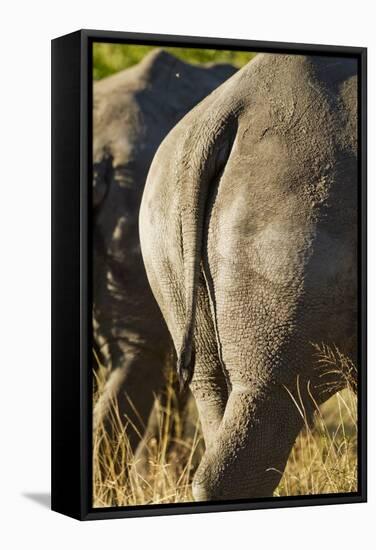 White Rhino Tail, Sabi Sabi Reserve, South Africa-Paul Souders-Framed Stretched Canvas