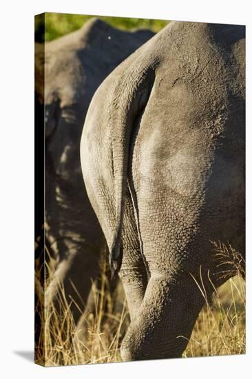 White Rhino Tail, Sabi Sabi Reserve, South Africa-Paul Souders-Stretched Canvas