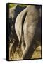 White Rhino Tail, Sabi Sabi Reserve, South Africa-Paul Souders-Framed Stretched Canvas