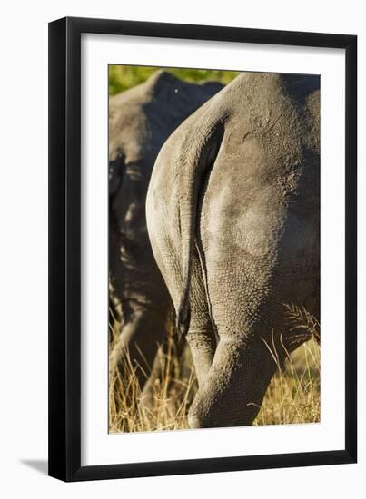 White Rhino Tail, Sabi Sabi Reserve, South Africa-Paul Souders-Framed Premium Photographic Print