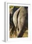 White Rhino Tail, Sabi Sabi Reserve, South Africa-Paul Souders-Framed Premium Photographic Print