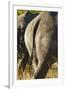 White Rhino Tail, Sabi Sabi Reserve, South Africa-Paul Souders-Framed Premium Photographic Print