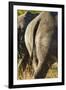 White Rhino Tail, Sabi Sabi Reserve, South Africa-Paul Souders-Framed Premium Photographic Print