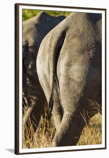 White Rhino Tail, Sabi Sabi Reserve, South Africa-Paul Souders-Framed Premium Photographic Print