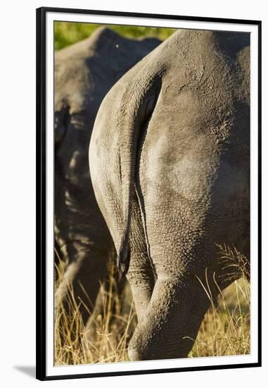 White Rhino Tail, Sabi Sabi Reserve, South Africa-Paul Souders-Framed Premium Photographic Print