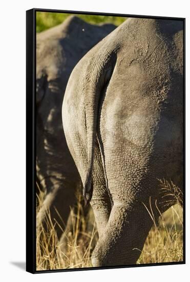 White Rhino Tail, Sabi Sabi Reserve, South Africa-Paul Souders-Framed Stretched Canvas