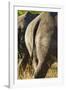 White Rhino Tail, Sabi Sabi Reserve, South Africa-Paul Souders-Framed Photographic Print