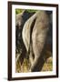 White Rhino Tail, Sabi Sabi Reserve, South Africa-Paul Souders-Framed Photographic Print