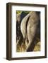 White Rhino Tail, Sabi Sabi Reserve, South Africa-Paul Souders-Framed Photographic Print