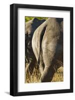 White Rhino Tail, Sabi Sabi Reserve, South Africa-Paul Souders-Framed Photographic Print