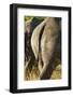 White Rhino Tail, Sabi Sabi Reserve, South Africa-Paul Souders-Framed Photographic Print
