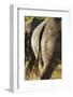 White Rhino Tail, Sabi Sabi Reserve, South Africa-Paul Souders-Framed Photographic Print