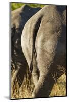 White Rhino Tail, Sabi Sabi Reserve, South Africa-Paul Souders-Mounted Photographic Print