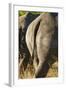 White Rhino Tail, Sabi Sabi Reserve, South Africa-Paul Souders-Framed Photographic Print