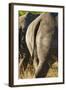 White Rhino Tail, Sabi Sabi Reserve, South Africa-Paul Souders-Framed Photographic Print