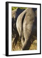 White Rhino Tail, Sabi Sabi Reserve, South Africa-Paul Souders-Framed Photographic Print