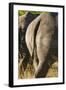 White Rhino Tail, Sabi Sabi Reserve, South Africa-Paul Souders-Framed Photographic Print