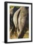 White Rhino Tail, Sabi Sabi Reserve, South Africa-Paul Souders-Framed Photographic Print